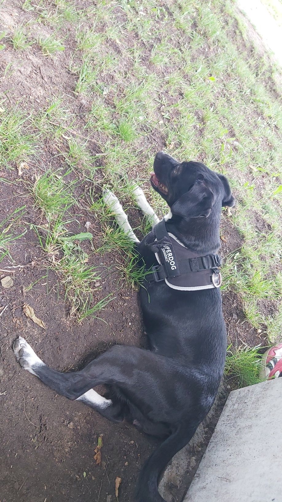 PILNE Kaira, suczka (kundelek) do adopcji