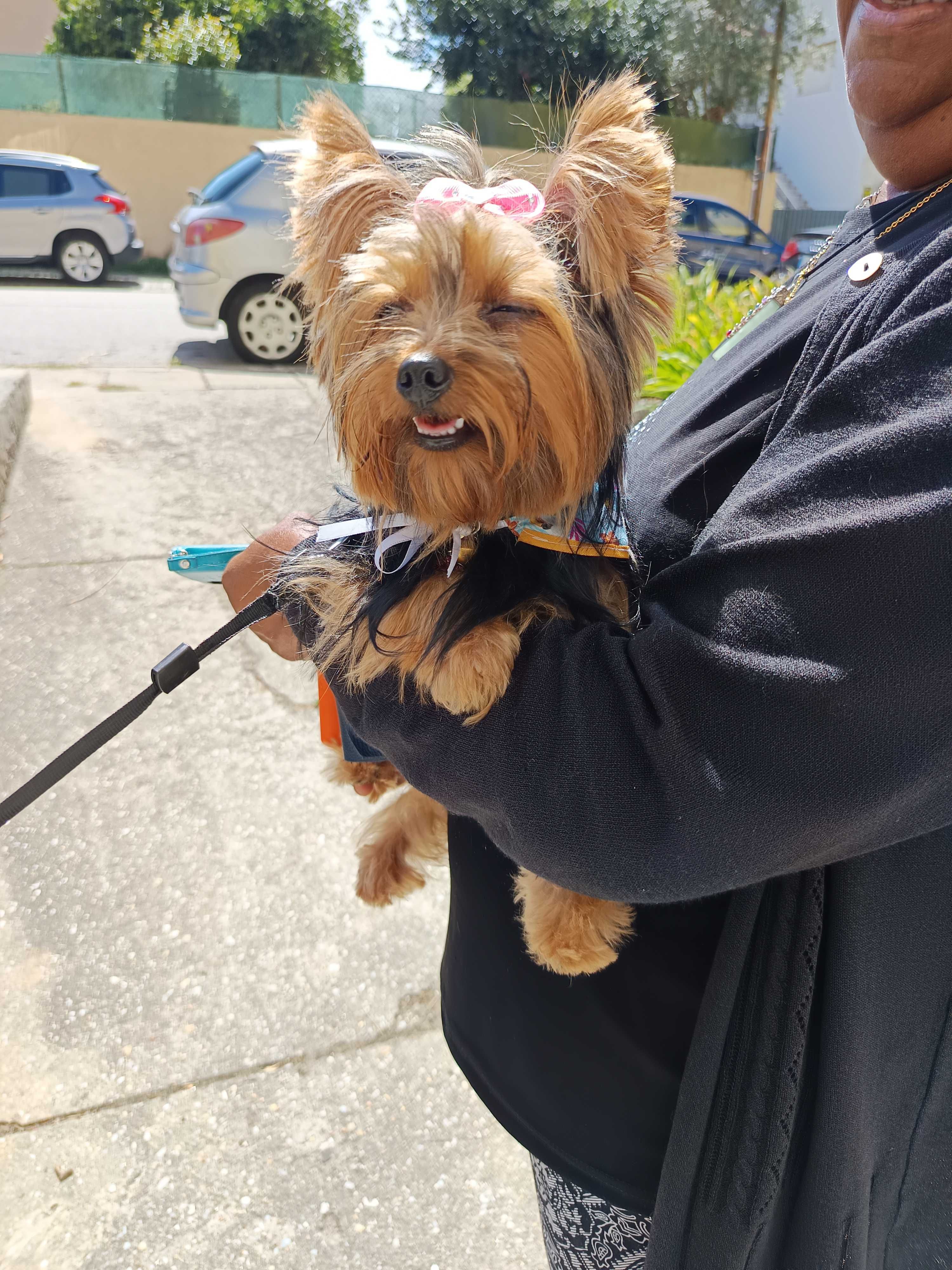 Pet Sitting e Dog Walking