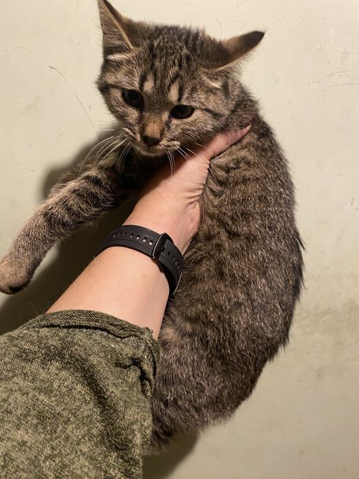 Kotek do pilnej adopcji