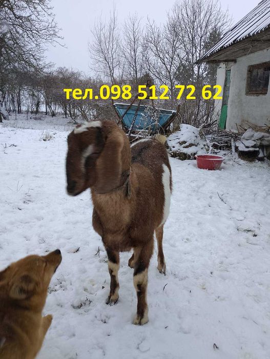 Продам козу англо-нубійської породи