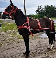 Упряж кінна, хлопкова/ цепки трьох кінцеві