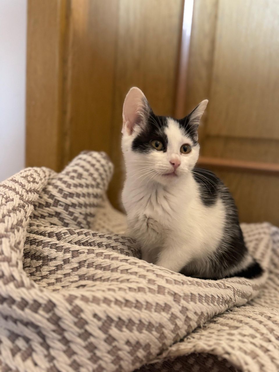 Przekochana maleńka koteczka do adopcji