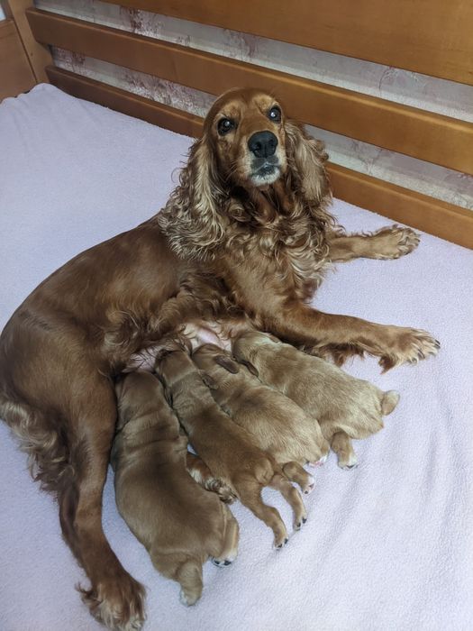 Цуценята англійського кокер - спанієля, бронювання та продаж