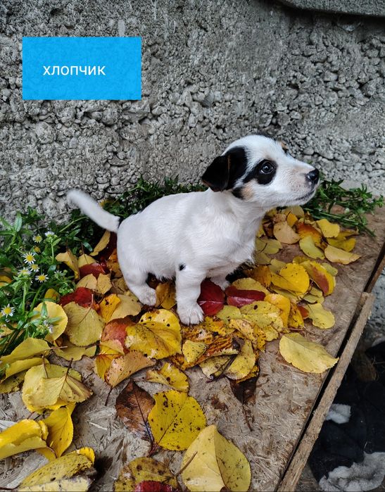 Джек Рассел цуценята