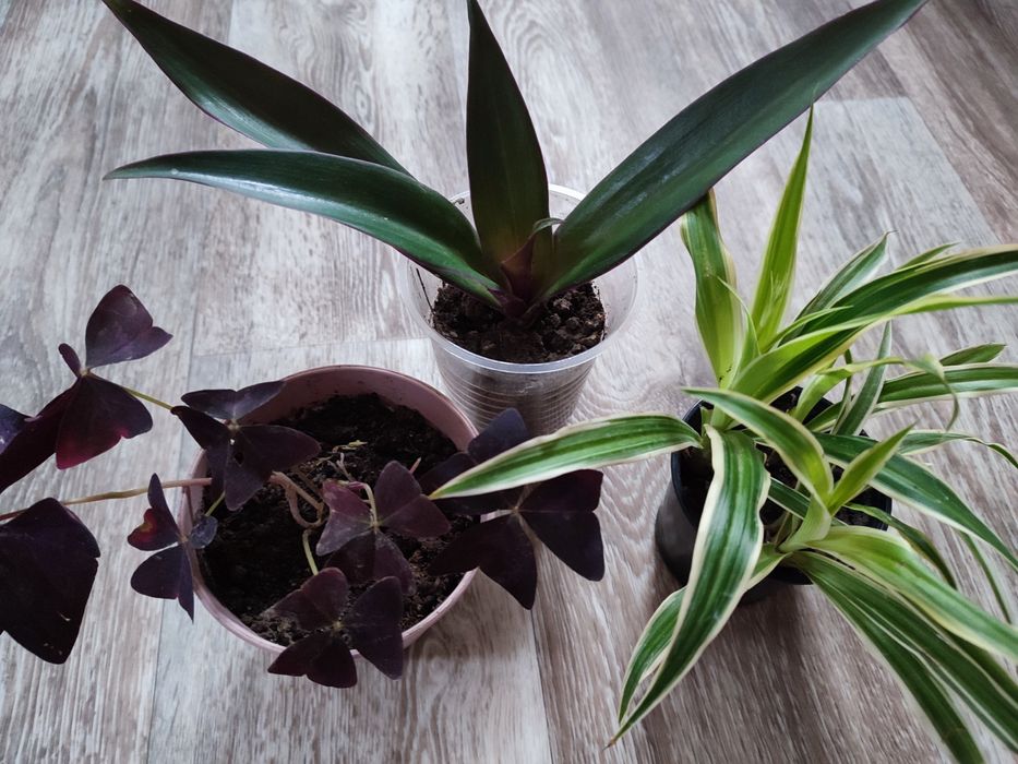 Набір кімнатні рослини оксаліс, традесканція, хлорофітум