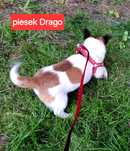 Malutki piękny  !!! Jack Russell Terrierr krótkie nóżki rodzicewhodowl