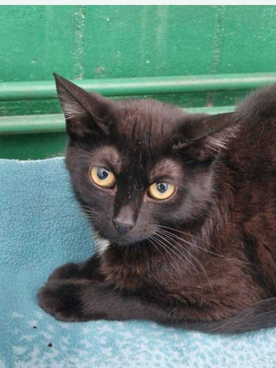 róże śliczne zadbane kociaki do adopcji