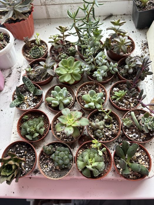 Кімнатні рослини, ехеверіі сукуленти , гастерія