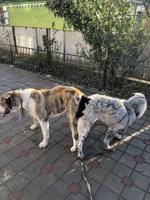 Алабай. ДЛЯ ВЯЗКИ!!!