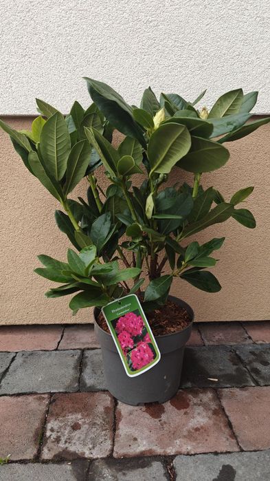 Рододендрон гібридний Нова Зембла 
(Rhododendron Nova Zembla)