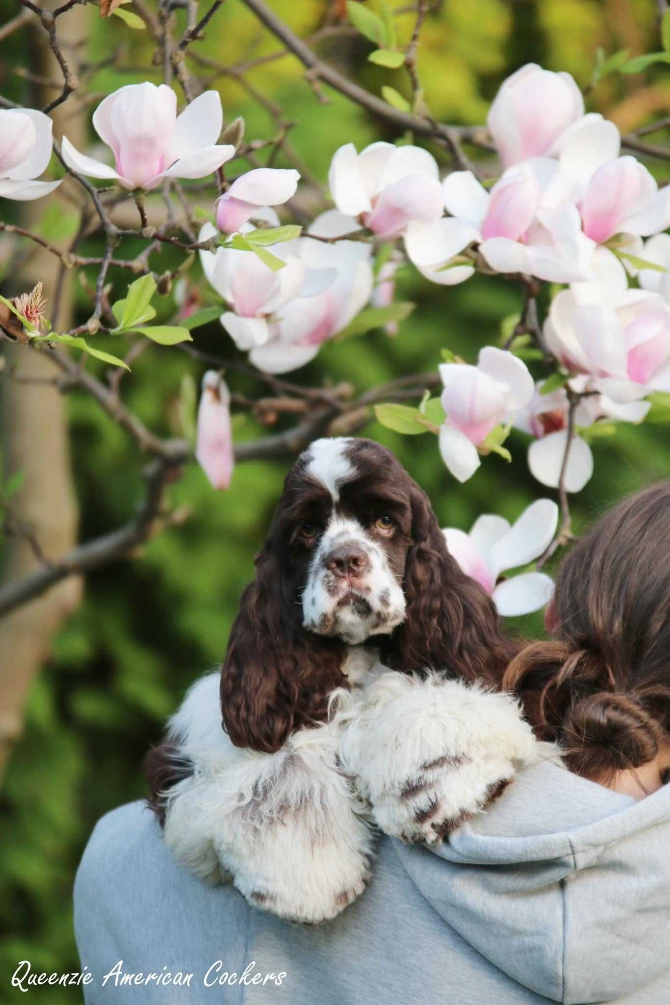 AMERYKAŃSKI COCKER SPANIEL  Związek Kynologiczny w Polsce