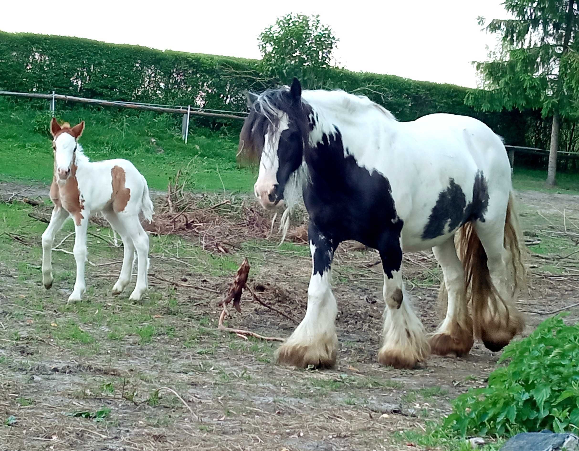 Klacz/Tinker/Grypsy Cob
