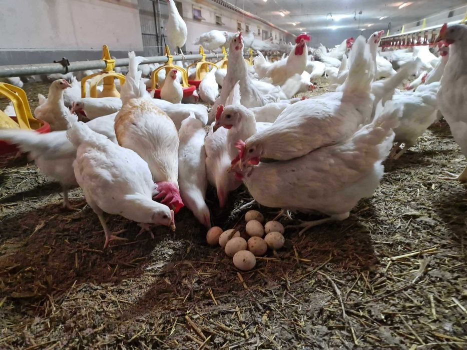 Kury kokoszki nioski Tetra biała jak leghorn odchowane