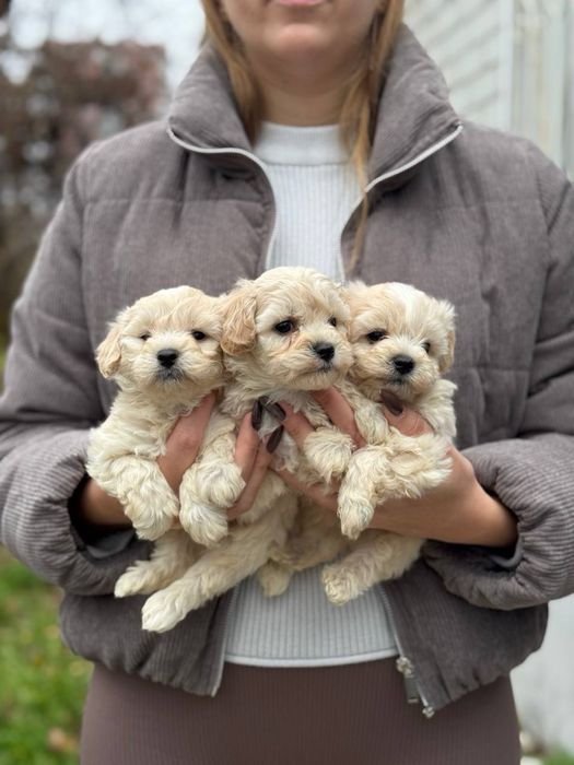 Ф1 мальчики, мальтипу щенки