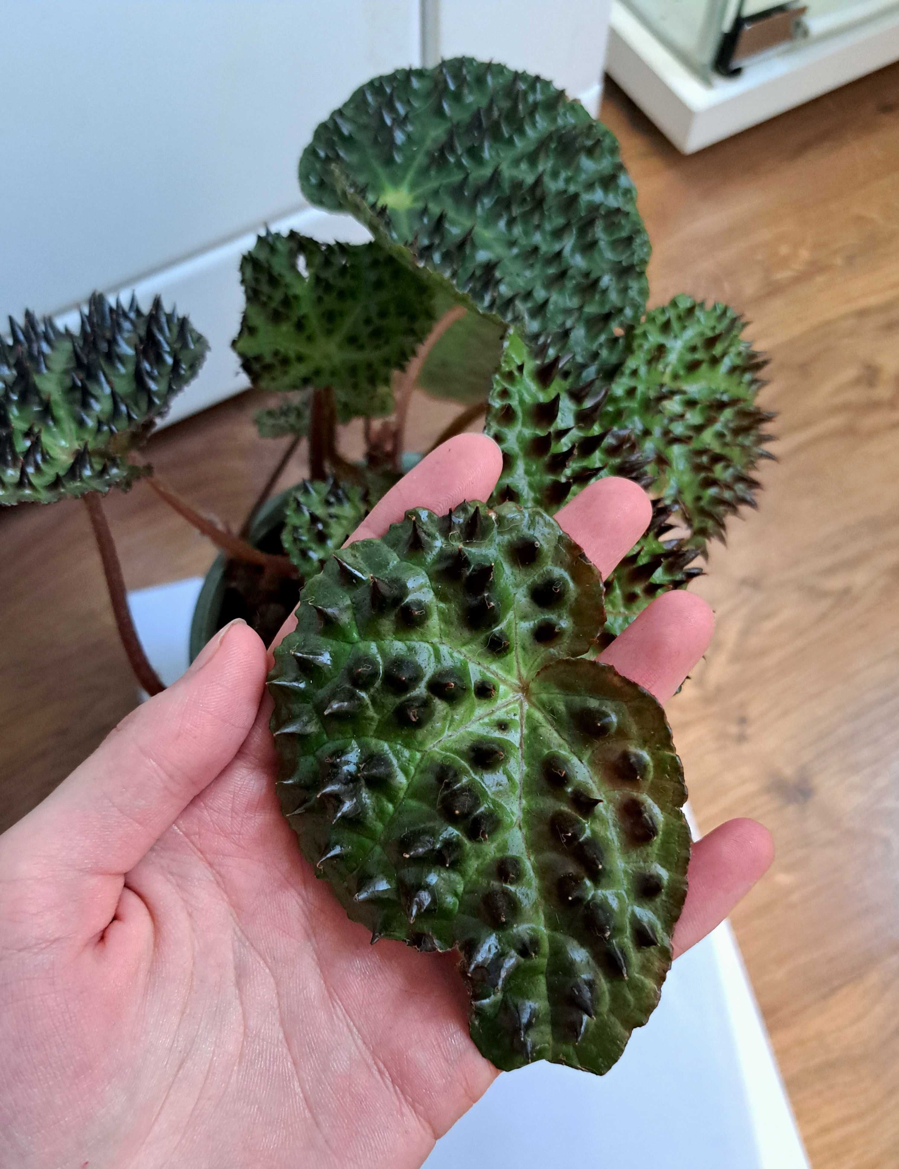 Begonia ferox kolekcjonerska kolekcja