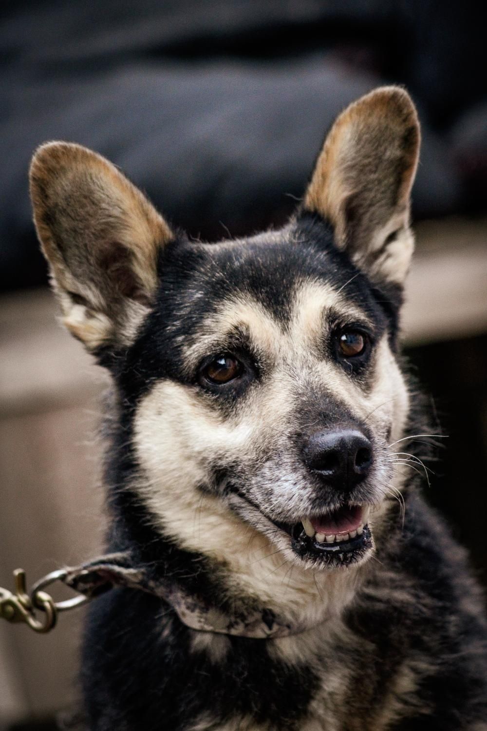 Maddy mix corgi szuka domu