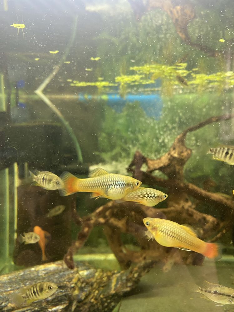 Platka- Zmienniak wielobarwny Variatus multicolor