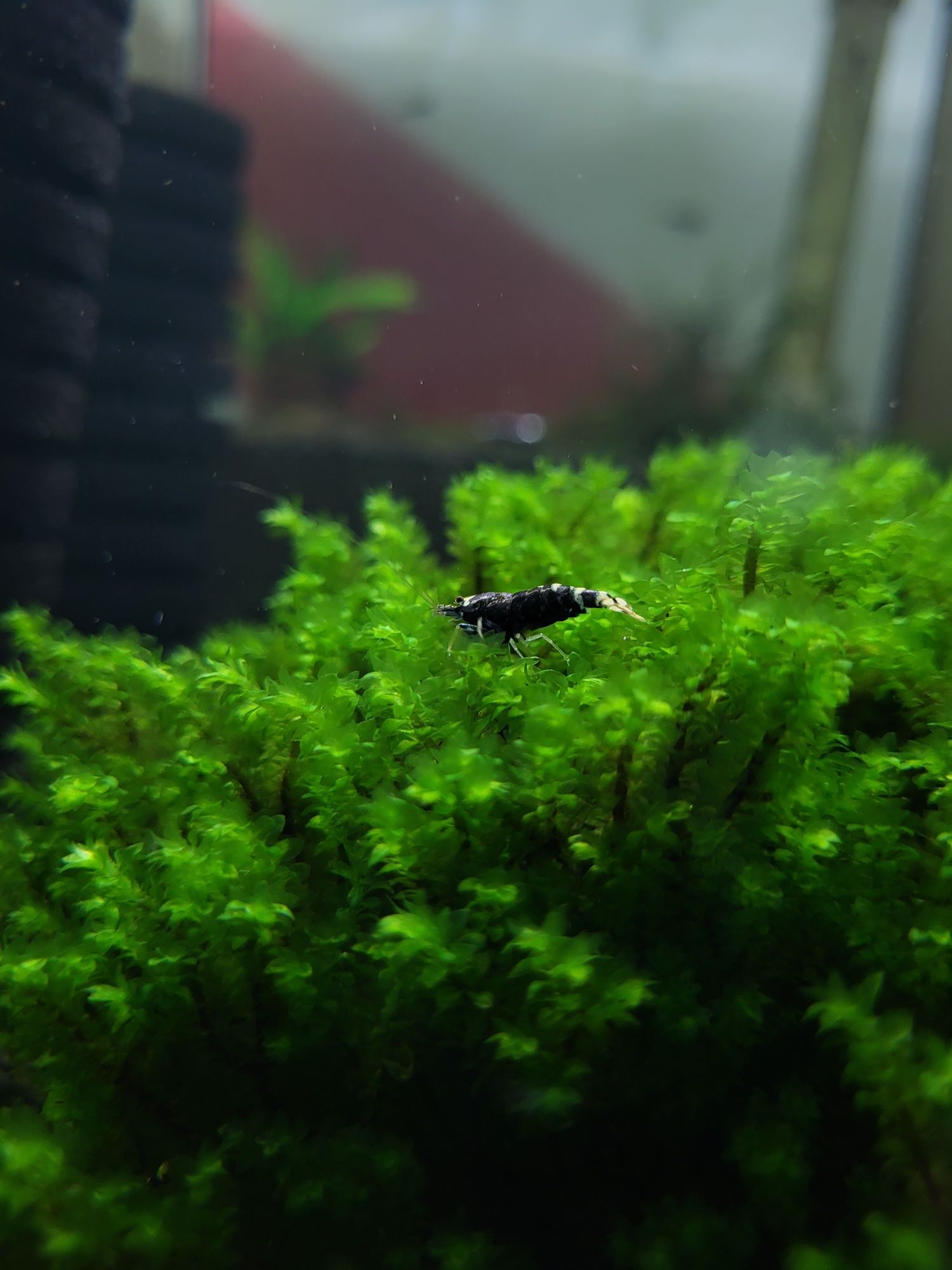 Krewetki Caridina Gen Matalic