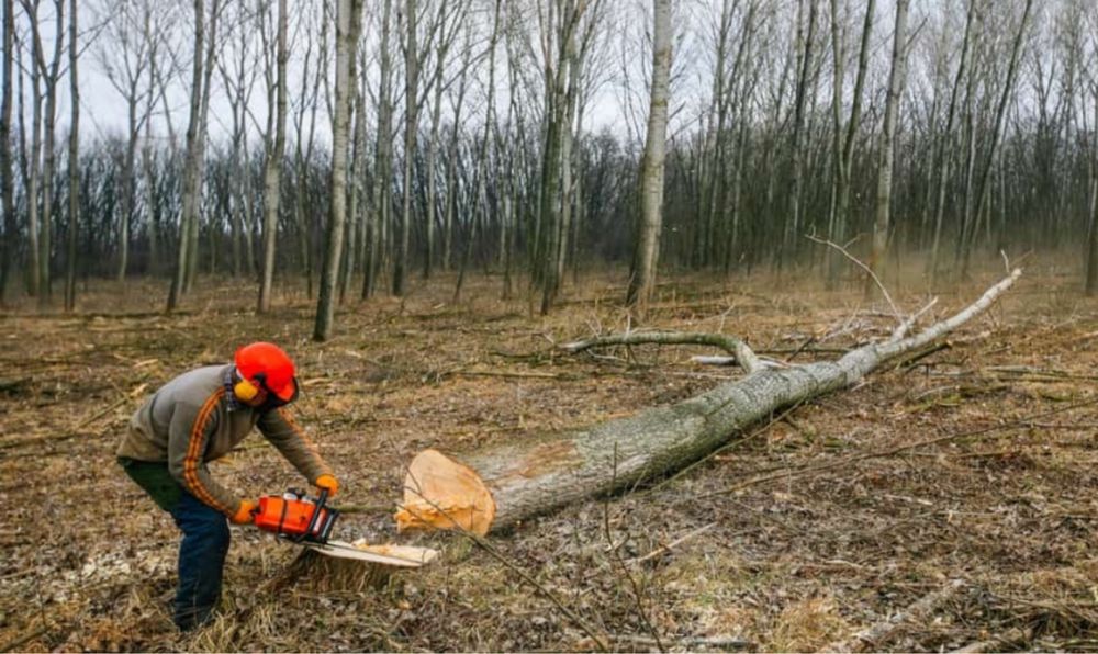 Zakładanie Trawnika Podlewanie Automatyczne Ogrodowe Koszenie