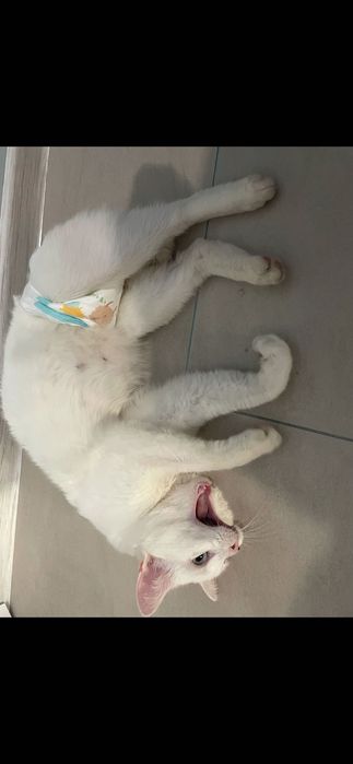 Приму в дар памперсы для котейки , 3 размера