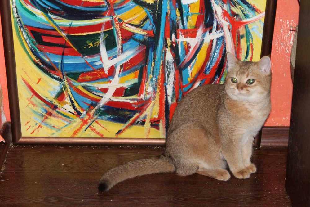 Золота шотландська шиншилла