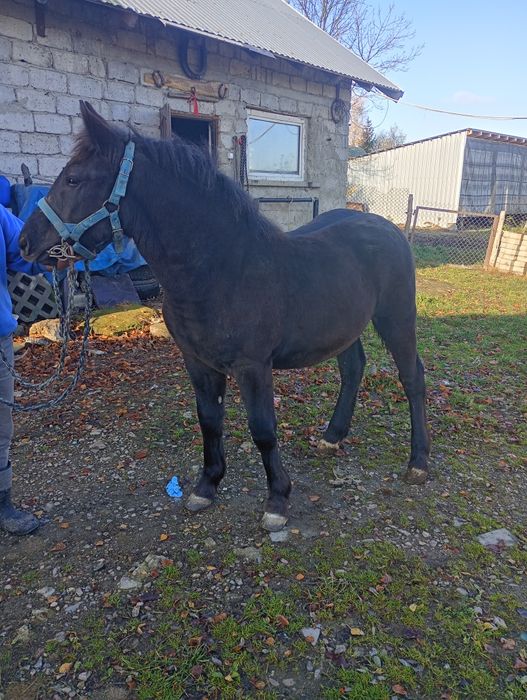 Źrebica Zimnokrwista Kara