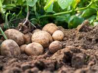 Ziemniaki GALA - sadzeniak, małe ziemniaki paszowe również.