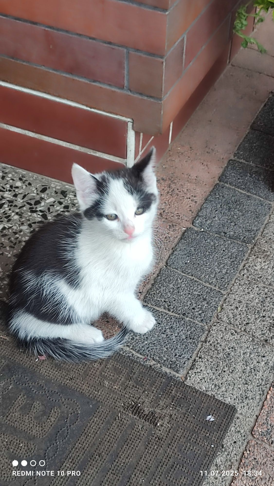 Puszyste kotki - oddam w dobre ręce