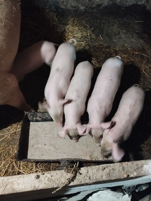 Продам поросят породи f1