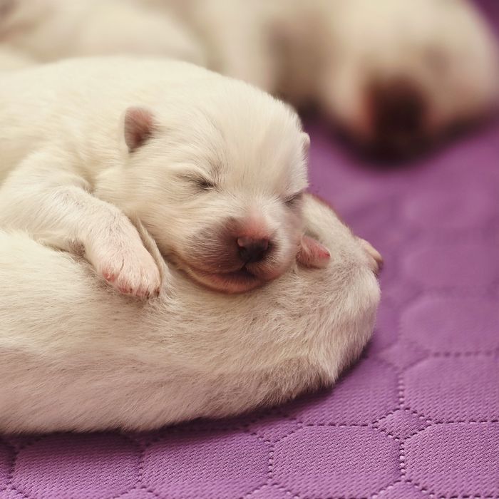 Samoyed, już są! Szczenięta ZKwP!