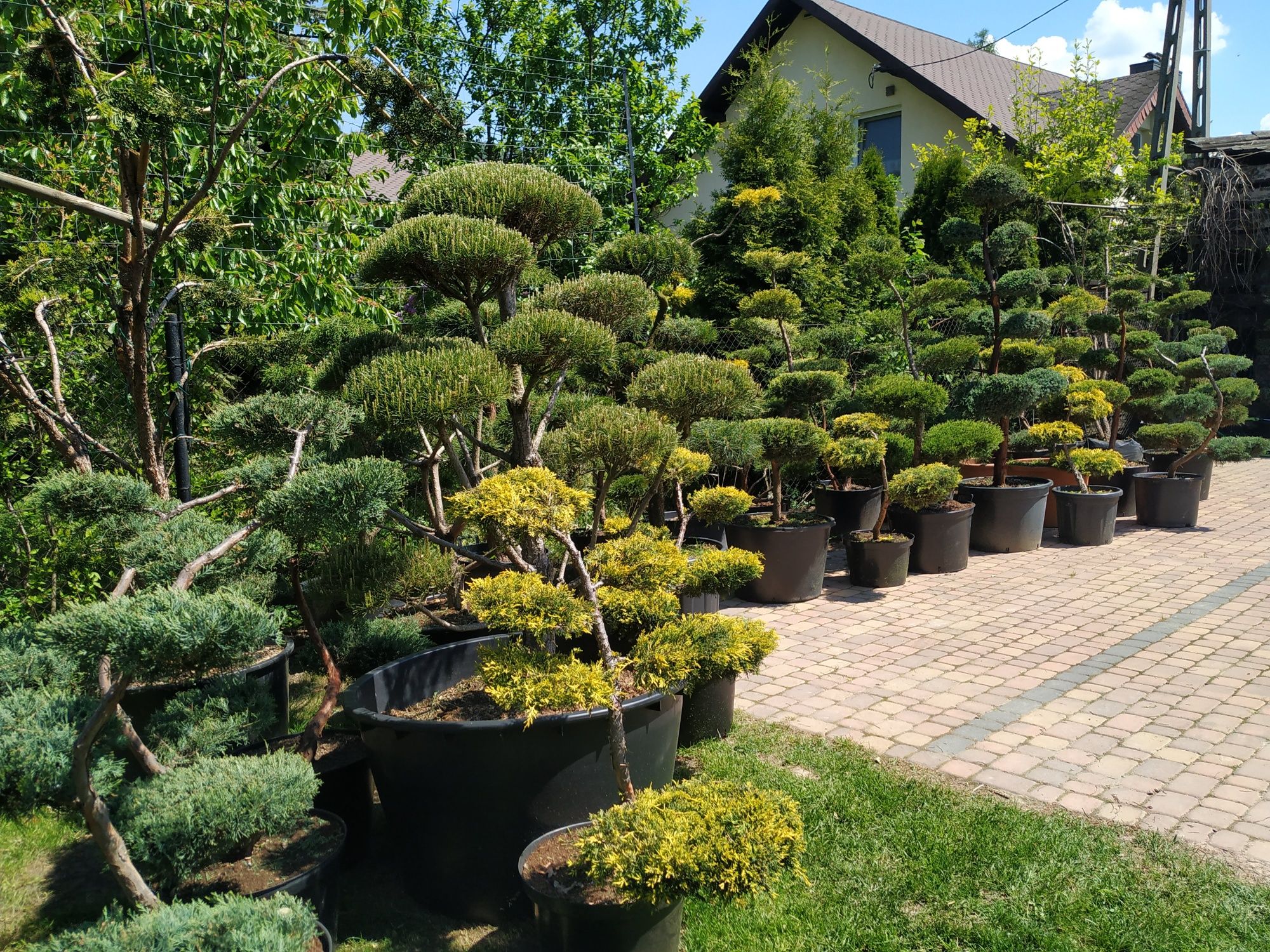 Drzewa i krzewy formowane Niwaki - bonsai -SZKÓŁKA