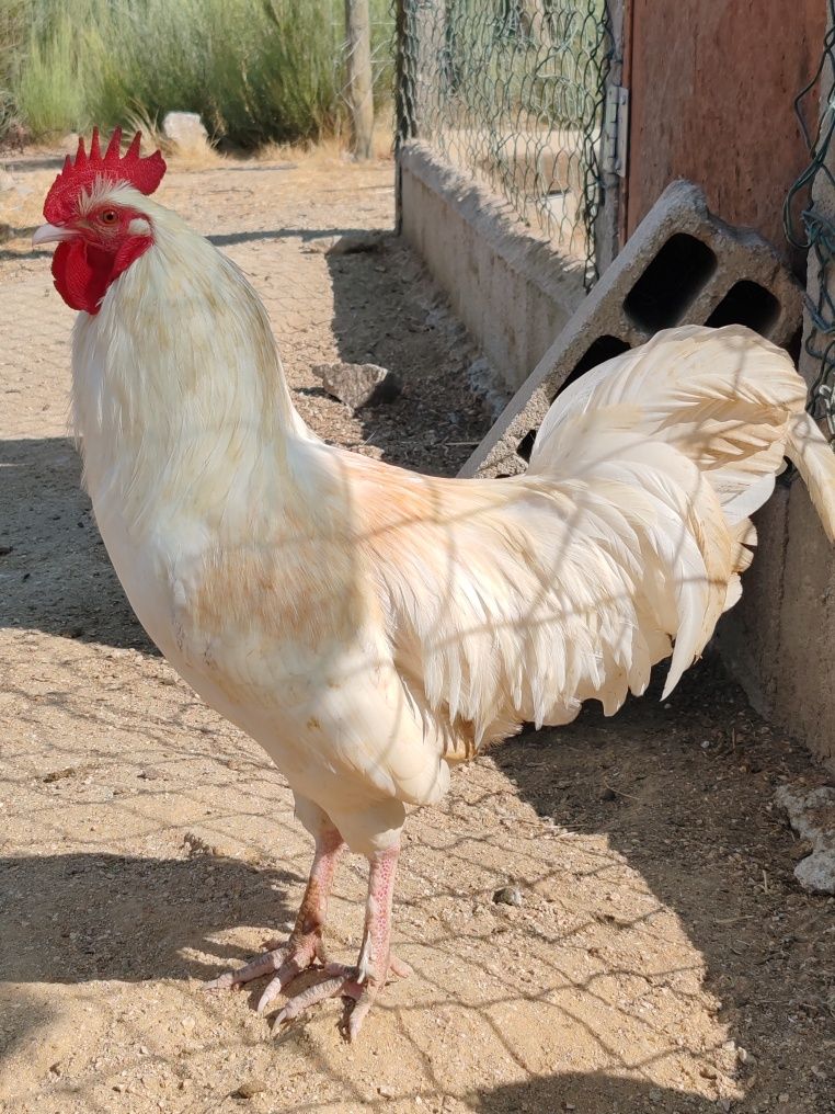 Galos caseiros variados