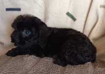 Cavapoo pudel miniaturowy/cavalier
