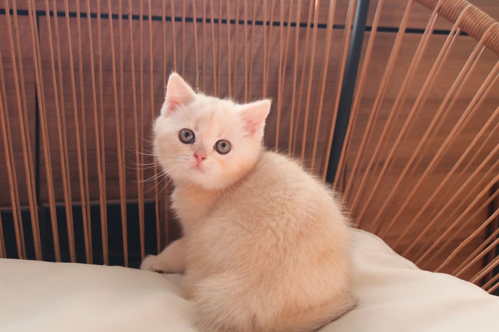 Uma gatinha scottish straight  golden