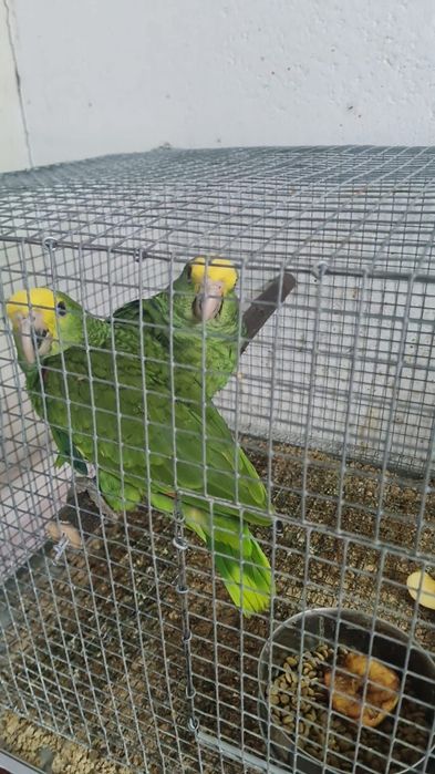 Papagaios oratrix