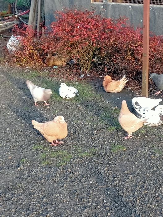 Gołębie kingi młode i lęgowe