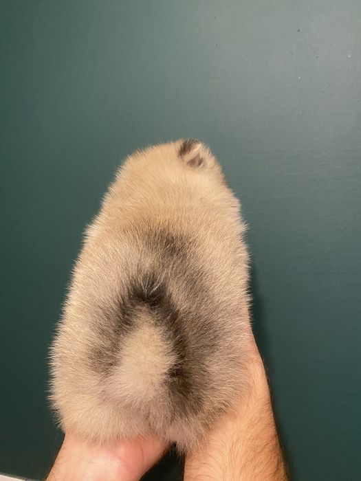 Szpic miniaturowy pomeranian