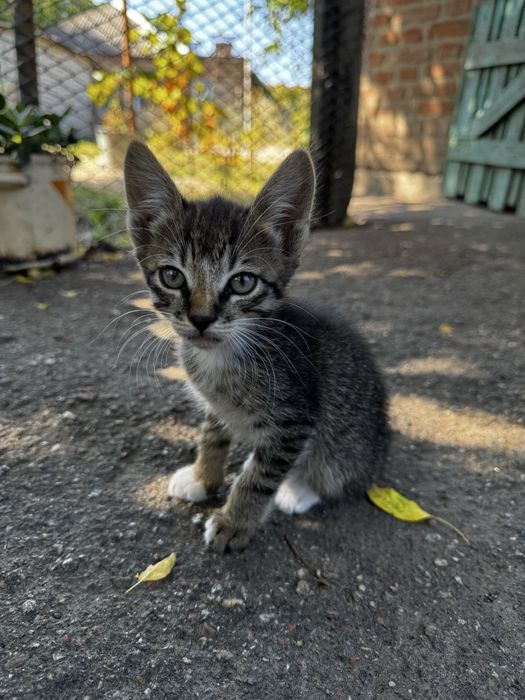 Кошенята в добрі руки