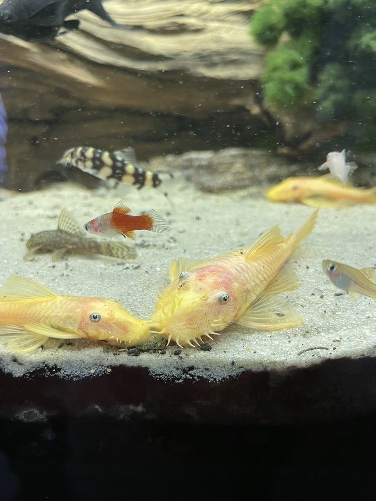Samiec Glonojada Ancistrus Gold Albino