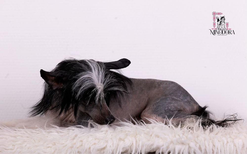 Восхитительные КХС - для Ценителей Породы!