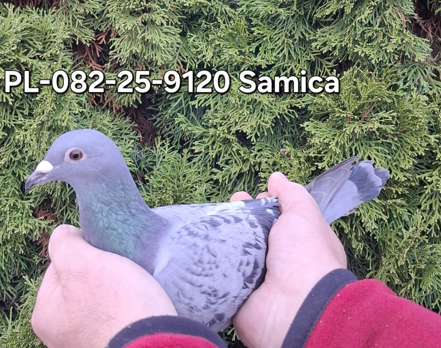 Gołąb A.Buttner "461" najlepszy rozplodowiec x Fele 040 x Pittbul x Jo