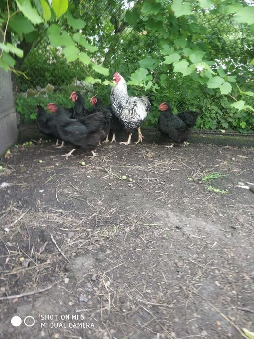 Кури, курчата віандота різних окрасів