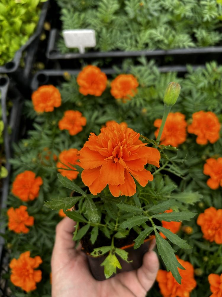 Aksamitka Tagetes śmierdziuch 10 kolorów