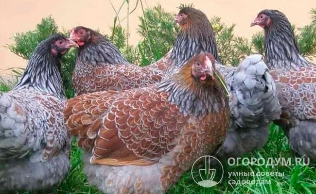 Инкубационное яйцо курицы Радуга(импорт)