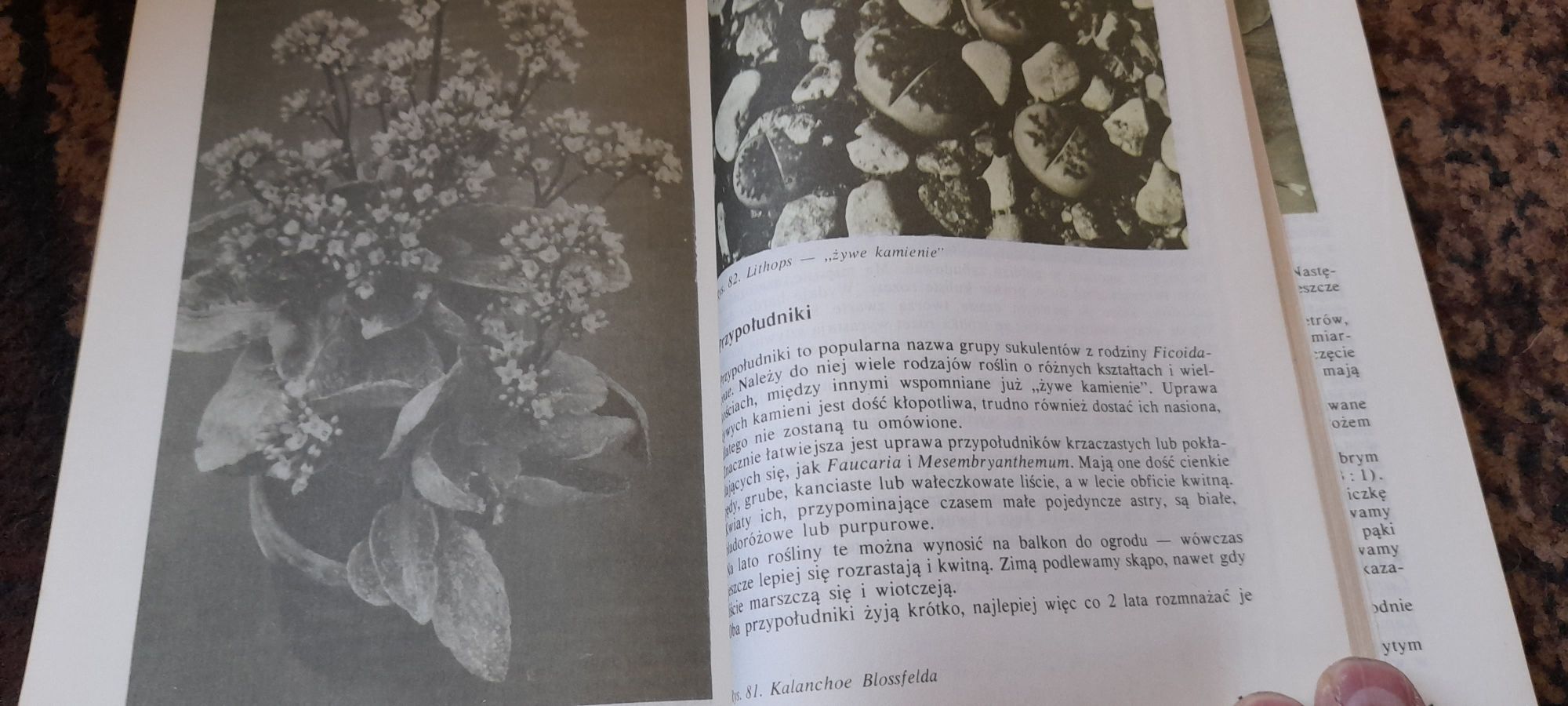 Rośliny ozdobne w mieszkaniu i na balkonie - I. Kiljańska wyd IX 1989