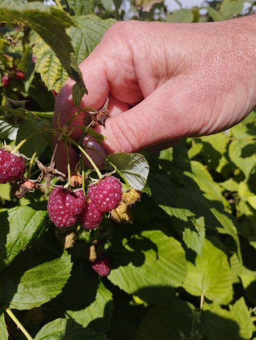 Малина Ремонантна