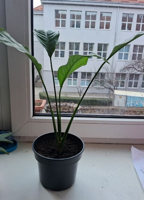 Продам Спатифілум
