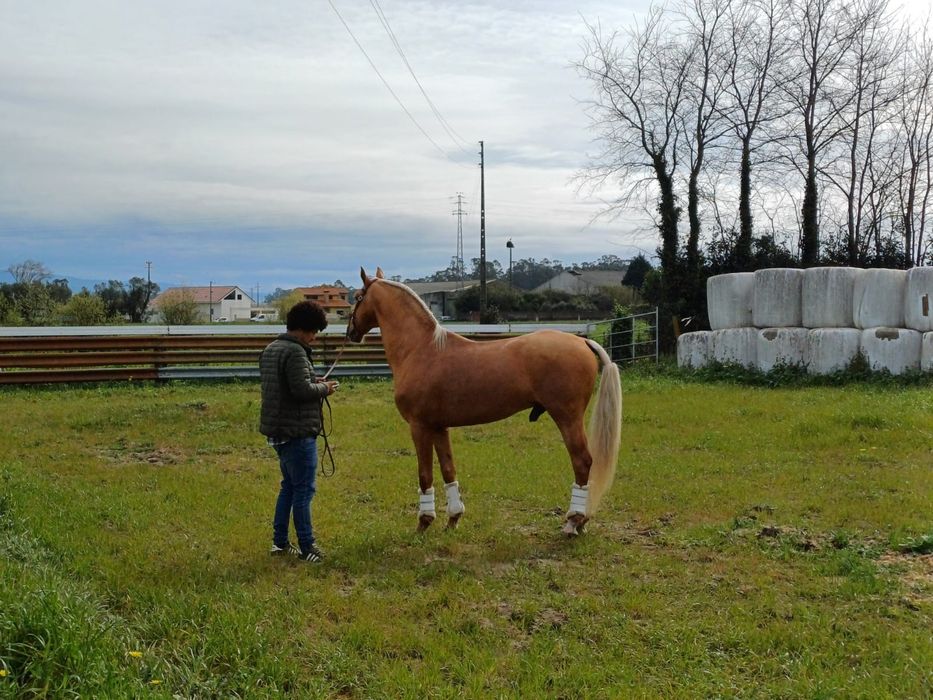 Égua PSLde nome "Luna"