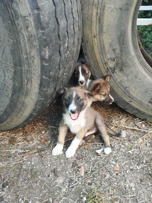 Віддам песика в добрі руки