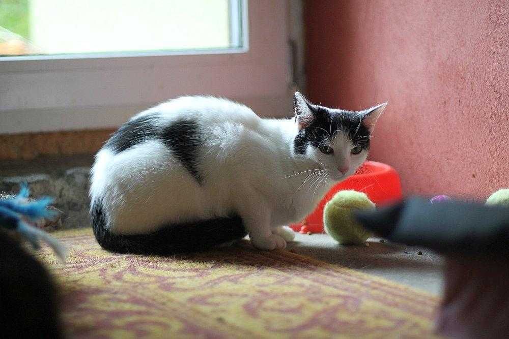 Kotka Amelka bardzo  potrzebuje domu. Adoptuj!